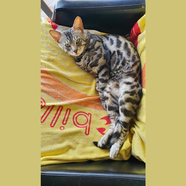 Photo of Macaroni Bob