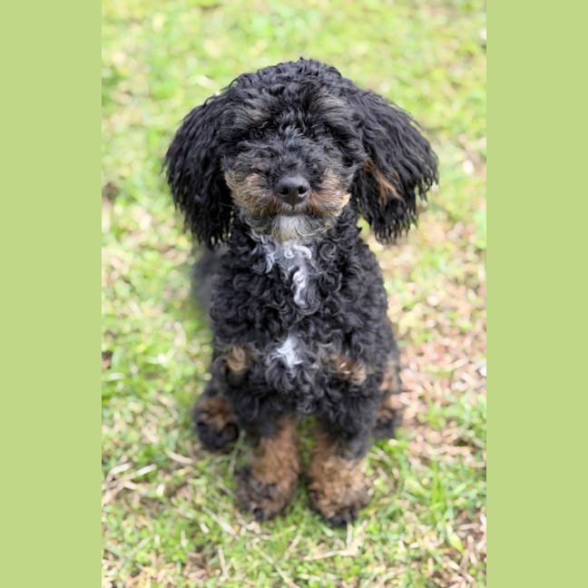 Photo of Teddy