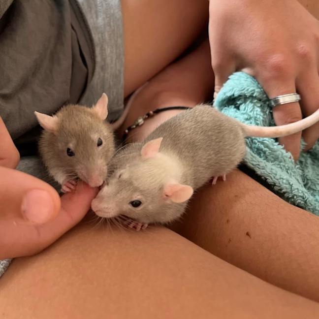 Photo of Sprig / Clover