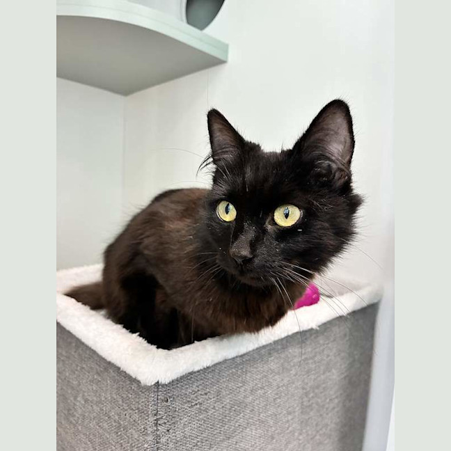 Photo of Coco
