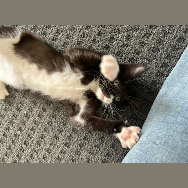 Photo of Hattie Mae   Special Needs