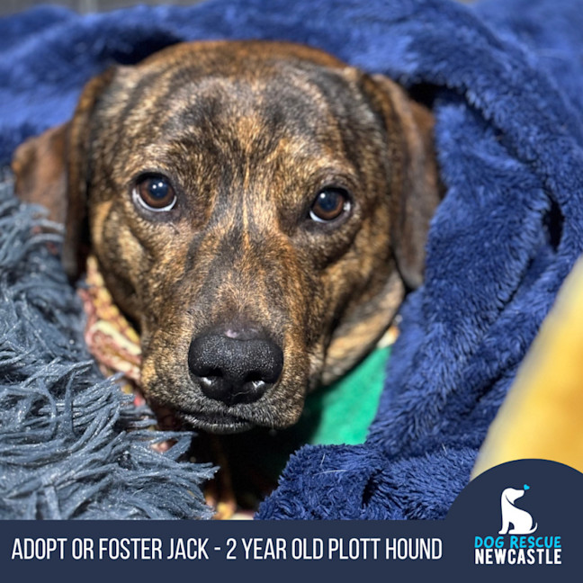 Photo of Jack   2 Year Old Plott Hound