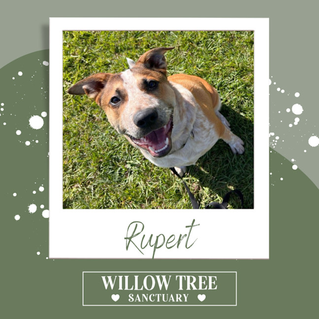 Photo of Rupert