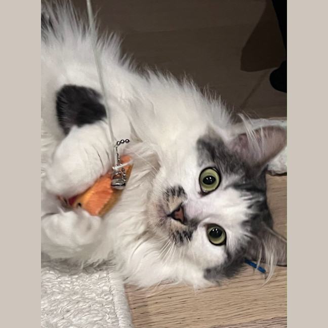 Photo of Bindi