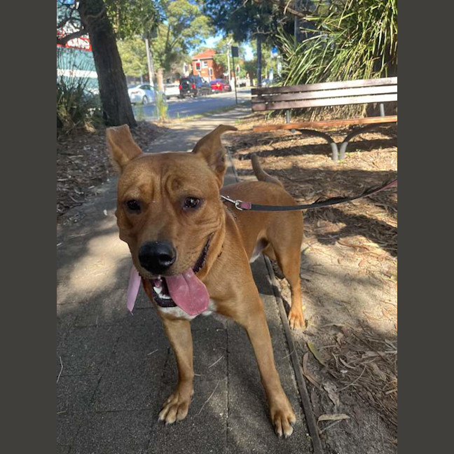 Photo of Red Dog