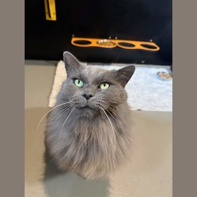 Photo of Miss Puss