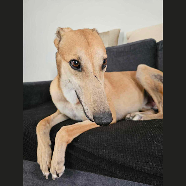 Photo of Ollie, The Greyhound