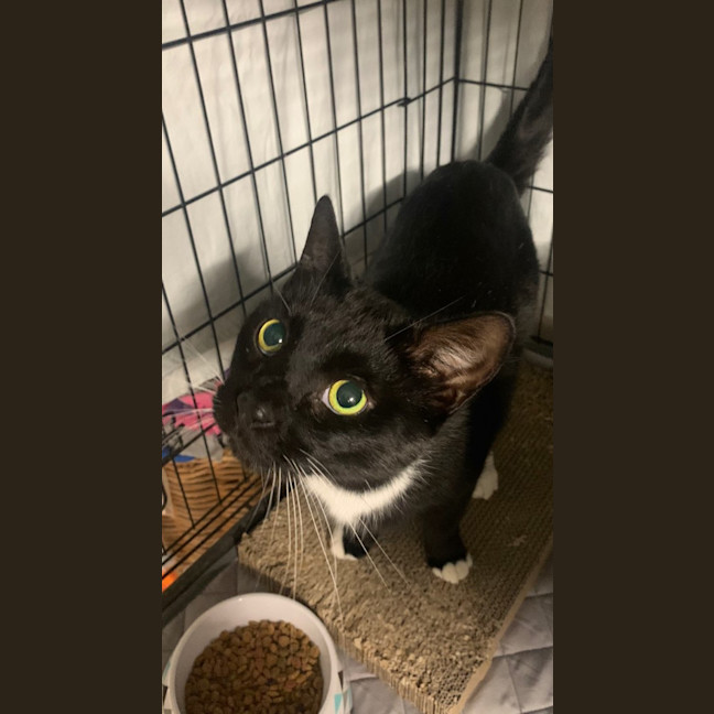 Photo of Harry   Now Available At Pet Quarters Tuggerah