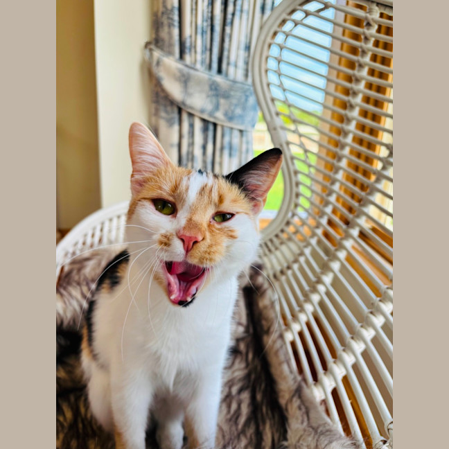 Photo of Clementine 