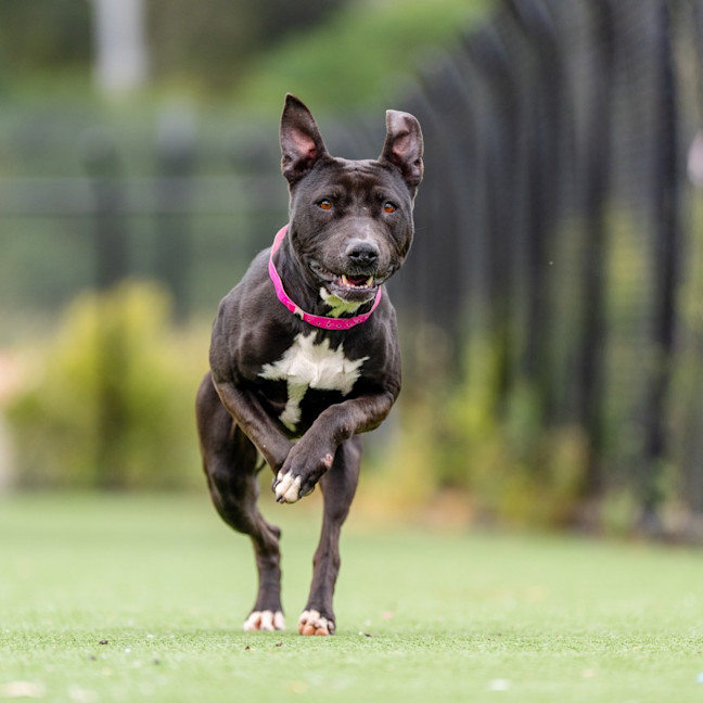 Photo of Goose Imp 1611