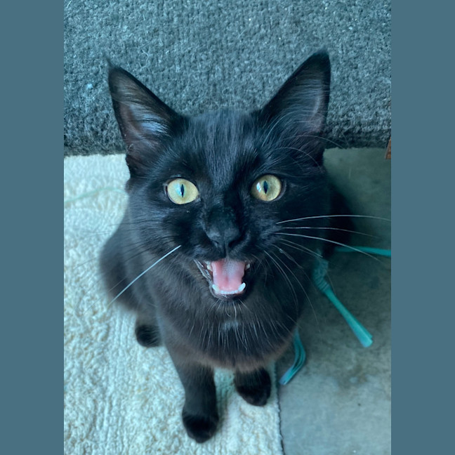 Photo of Morticia