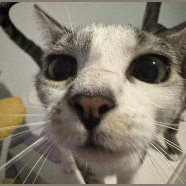 Photo of Callie