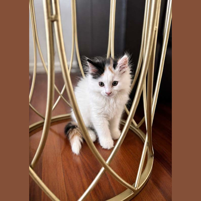 Photo of Tinker Bell