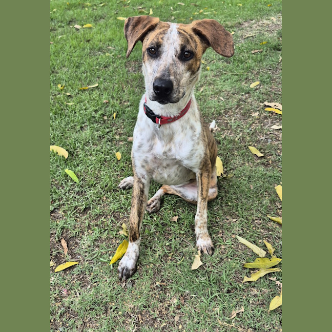 Photo of Bindi