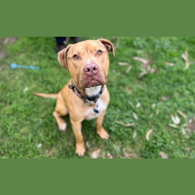 Photo of Boo