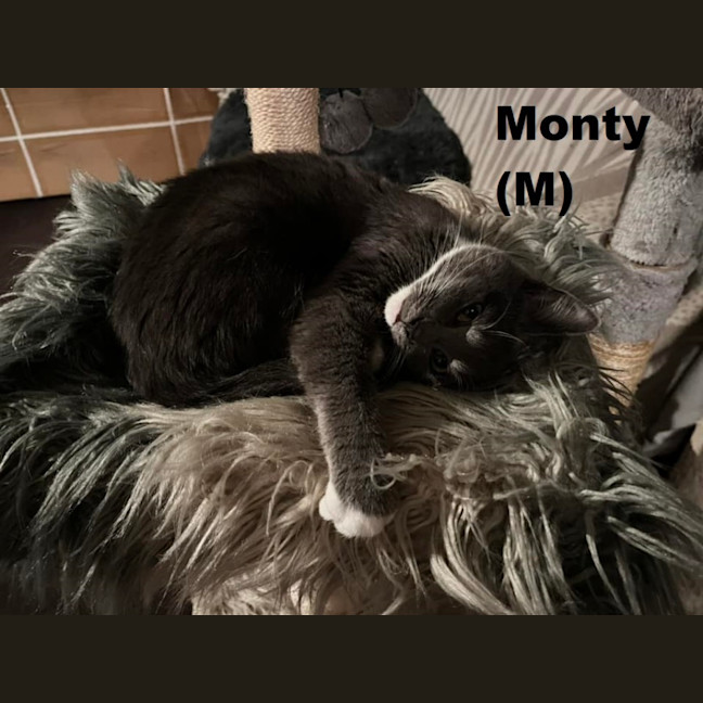 Photo of Monty