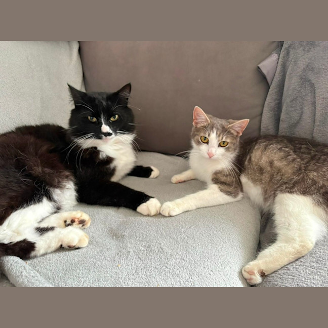 Photo of Phoebe *9 Lives Project Rescue*