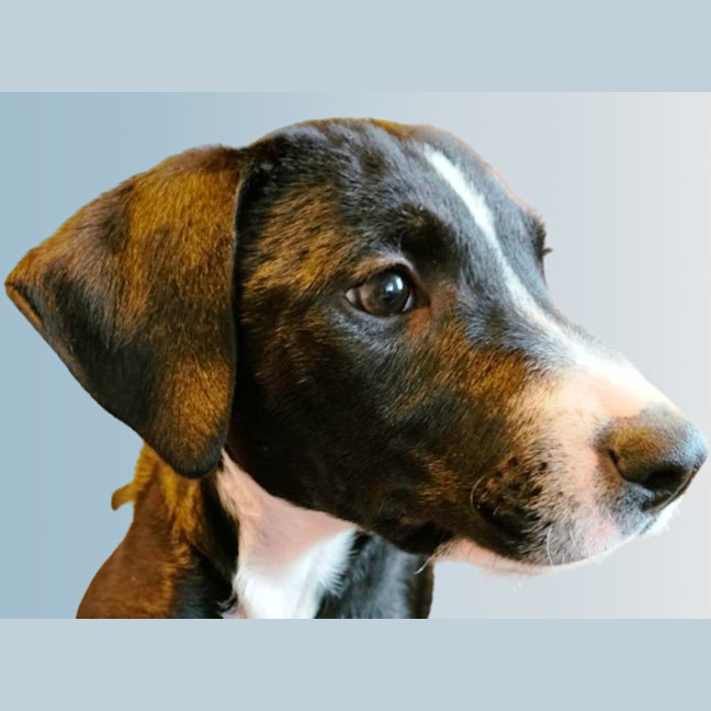 Photo of Cody 😎 8 Month Old Male Mixed Breed