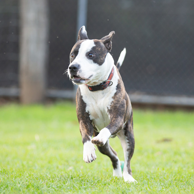 Photo of Yogi