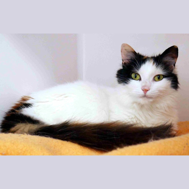 Photo of Morticia Sta013057