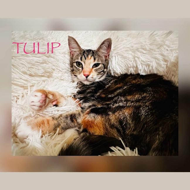 Photo of Tulip