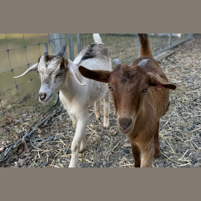 Photo of Maple And Willow