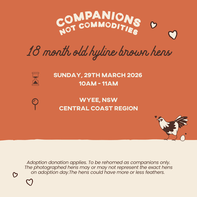 Photo of Rescue Hens   For Adoption   Wyee, Nsw