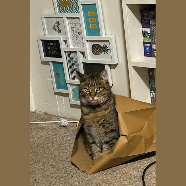 Photo of Dixie