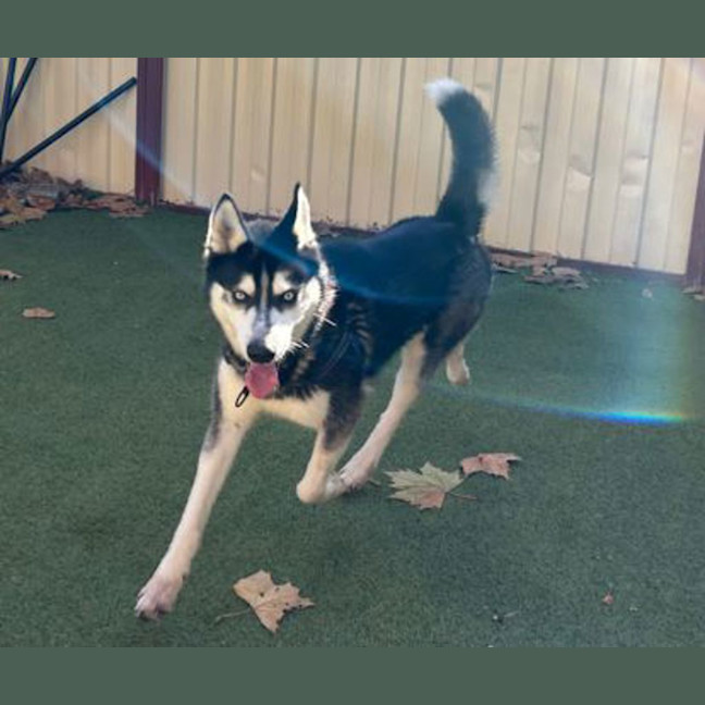Photo of Axel