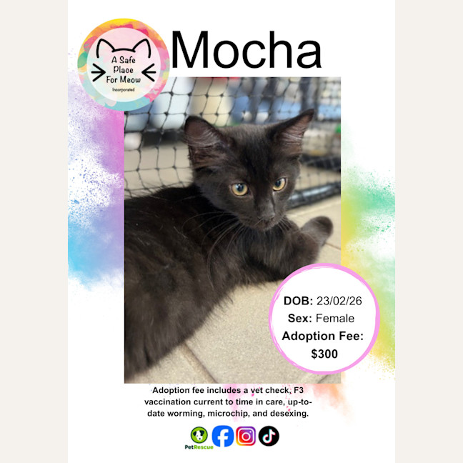 Photo of Mocha