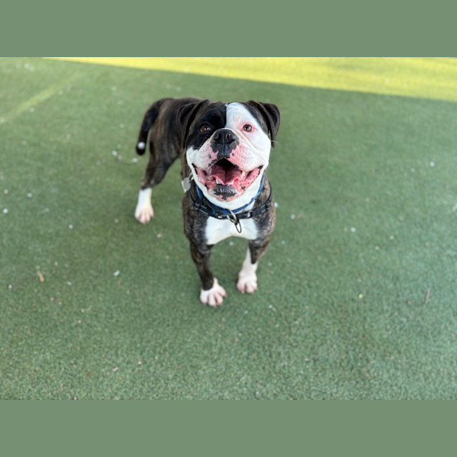 Photo of Buddy