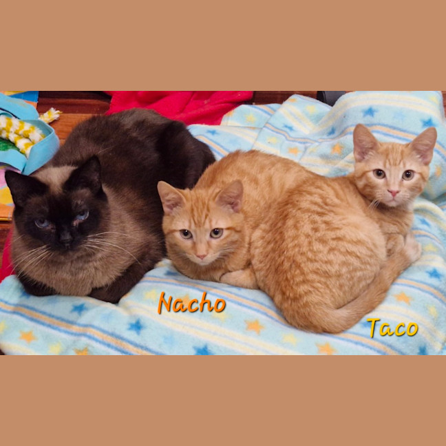 Photo of Nacho (& Taco)