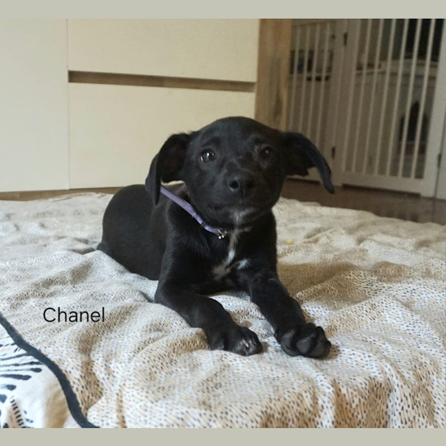 Photo of Chanel