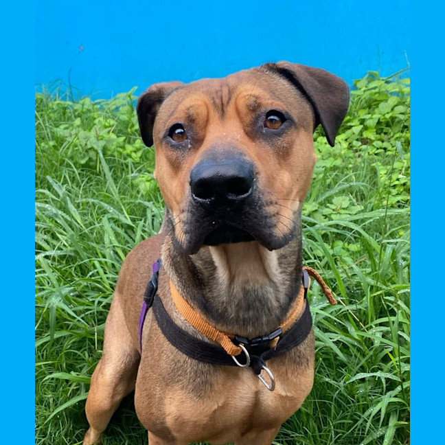 Photo of Rosco