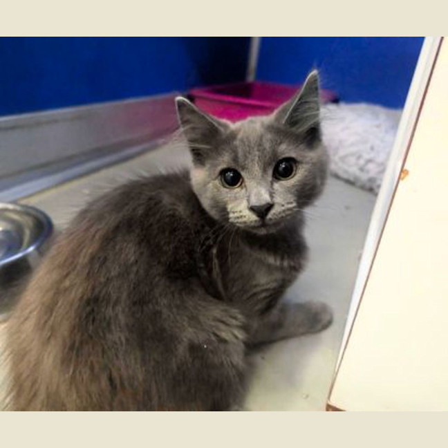 Photo of Smokey