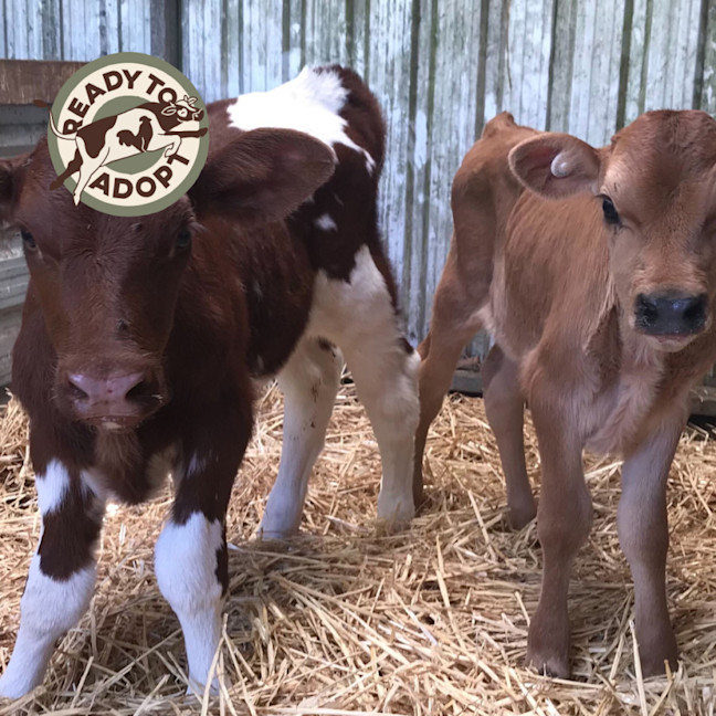 Photo of Bambi & Calcifer