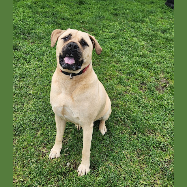 Photo of Buddy (63623)