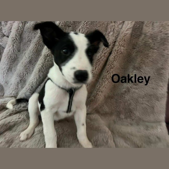 Photo of Oakley