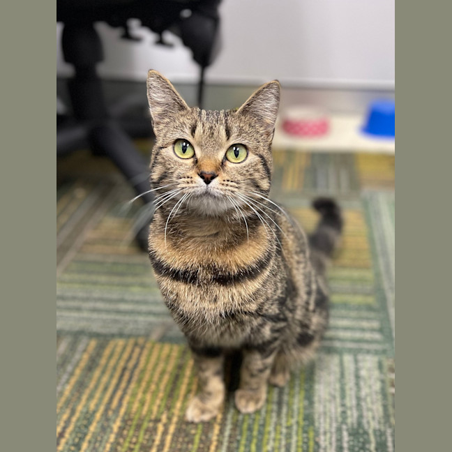 Photo of Tigger