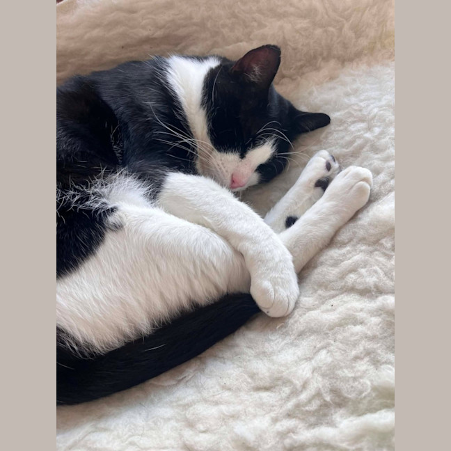 Photo of Sylvester   In Foster Care In Collingwood