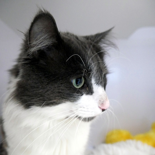 Photo of Oreo Sta014402