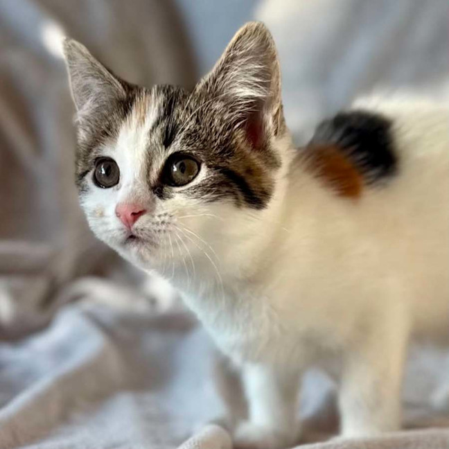 Photo of Lady Lamington   In Foster Care In Bentleigh