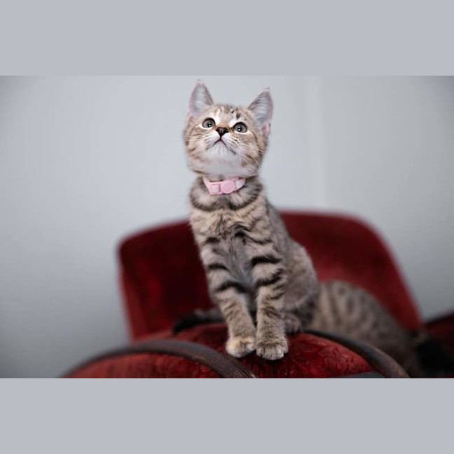 Photo of Kira