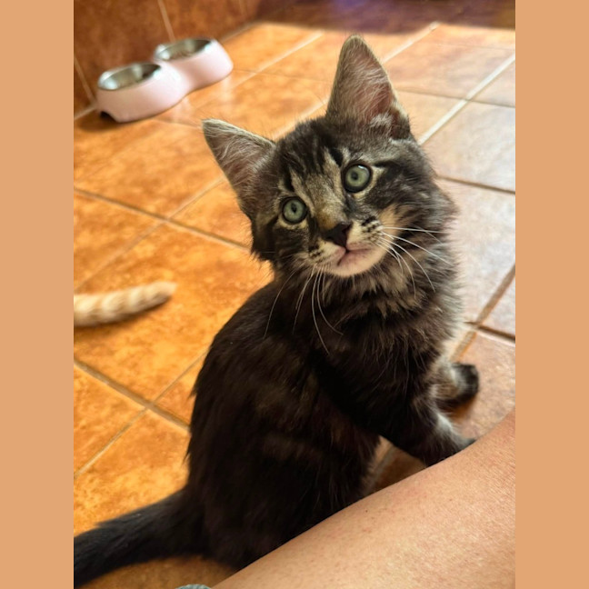 Photo of Guinness