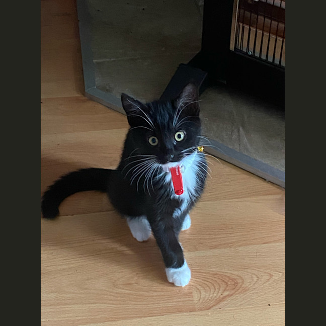 Photo of Kuro