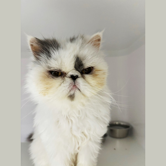 Photo of Bubs Sua012916