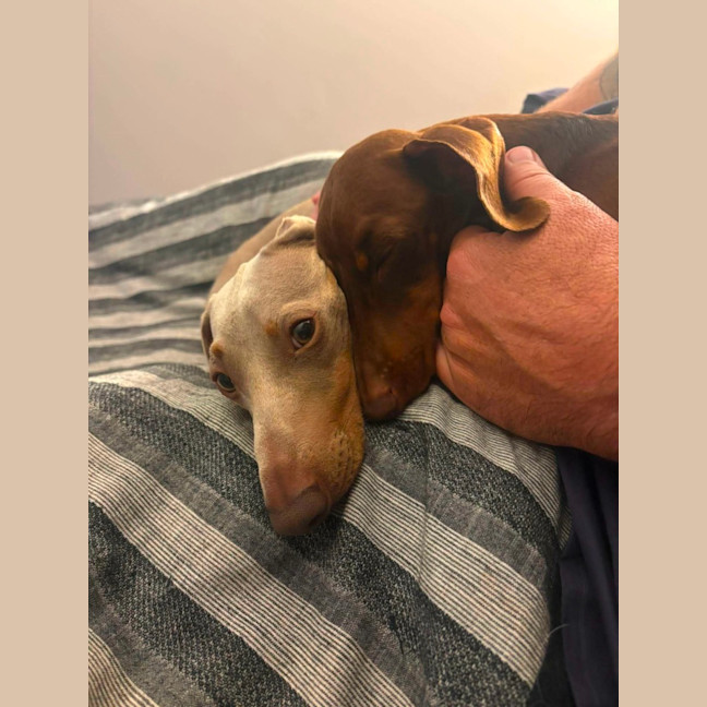 Photo of Milo