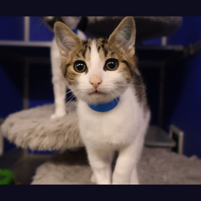 Photo of Remus