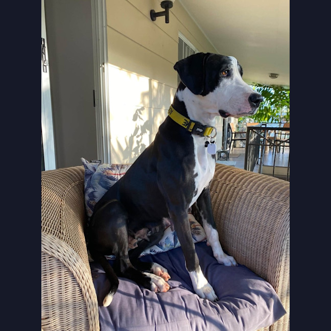 Photo of Doofy
