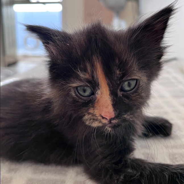 Photo of C1472 Greta